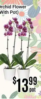 Nations Fresh Foods Orchid Flower (With Pot) offer