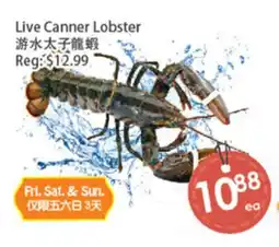 Fresh Palace Supermarket Live Canner Lobster offer