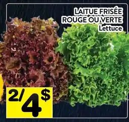 Supermarché PA LAITUE FRISÉE ROUGE OU VERTE | Lettuce offer
