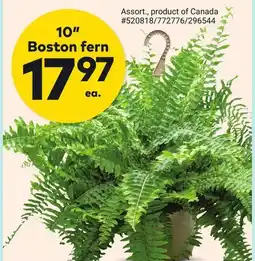 Giant Tiger 10 Boston fern offer