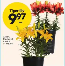 Giant Tiger Tiger lily offer