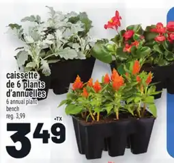 Metro CAISSETTE DE 6 PLANTS D'ANNUELLES | 6 ANNUAL PLANT BENCH offer