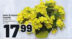 Metro PANIER DE BEGONIA SUSPENDU | HANGING BEGONIA BASKET offer