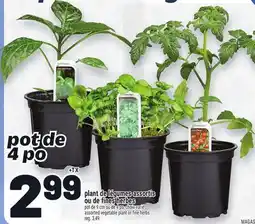 Metro PLANT DE LÉGUMES ASSORTIS OU DE FINES HERBES | ASSORTED VEGETABLE PLANT OR FINE HERBS offer