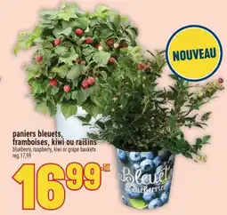 Marché Adonis PANIERS BLEUETS, FRAMBOISES, KIWI OU RAISINS | BLUEBERRY, RASPBERRY, KIWI OR GRAPE BASKETS offer