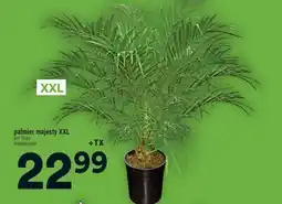 Super C palmier majesty XXL | majesty palm offer