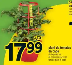 Super C plant de tomates en cage | tomato plant in cage offer