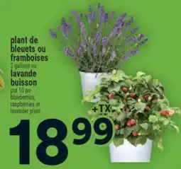 Super C plant de bleuets ou framboises | blueberries, raspberries offer