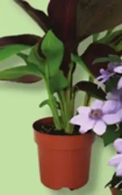 IGA VEGETABLE HANGING BASKET, CLEMATIS, ASSORTED CANNA, GARDEN OF ROSES OR SUCCULENT GARDEN offer