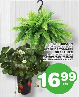 Marches Tradition BOSTON FERN, TOMATO OR STRAWBERRY PLANT offer