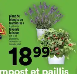 Super C plant de bleuets ou framboises offer