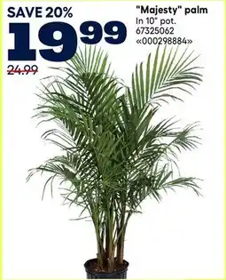 RONA Costa Majesty palm offer
