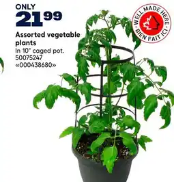 RONA Assorted vegetable plants offer