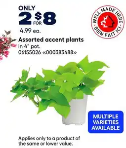 RONA Assorted accent plants offer