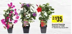 Foodland Assorted Flowering Tropicals on Trellis offer