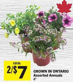 Foodland Assorted Annuals offer