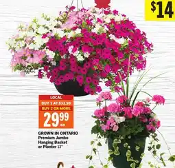 Foodland Premium Jumbo Hanging Basket or Planter offer