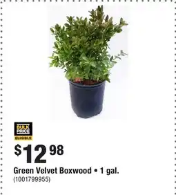 Home Depot Green Velvet Boxwood • 1 gal offer