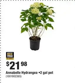 Home Depot Annabelle Hydrangea •2 gal pot offer