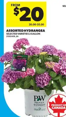 Real Canadian Superstore ASSORTED HYDRANGEA offer