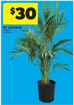 Real Canadian Superstore PC CAT PALM, 10 INCH offer