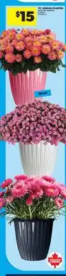 Real Canadian Superstore PC ANNUAL PLANTER, 8.5 INCH offer