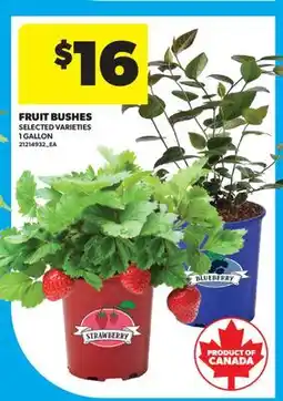 Real Canadian Superstore FRUIT BUSHES offer