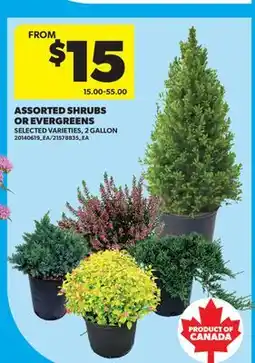 Real Canadian Superstore ASSORTED SHRUBS OR EVERGREENS offer