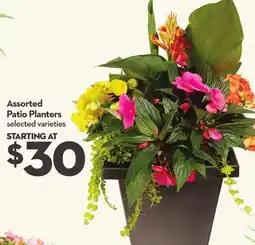 Longo's Assorted Patio Planters offer