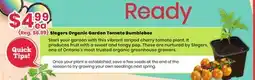 Healthy Planet Slegers Organic Garden Tomato Bumblebee offer
