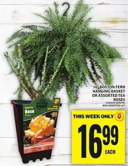 Food Basics 10 BOSTON FERN HANGING BASKET OR ASSORTED TEA ROSES offer