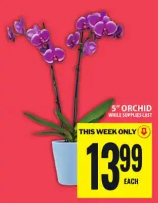 Food Basics 5 ORCHID offer
