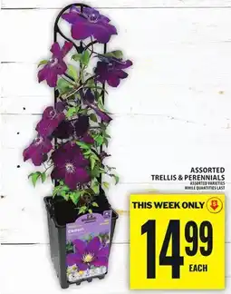 Food Basics ASSORTED TRELLIS & PERENNIALS offer