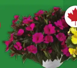 Food Basics 10 HANGING BASKETS offer