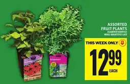 Food Basics ASSORTED FRUIT PLANTS offer