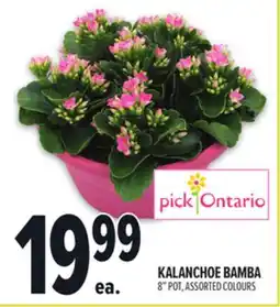Metro KALANCHOE BAMBA offer