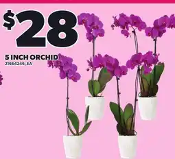 Loblaws 5 INCH ORCHID offer