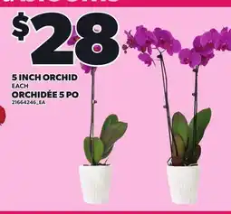 Independent Grocer 5 INCH ORCHID offer