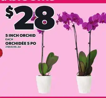 Independent Grocer 5 INCH ORCHID offer
