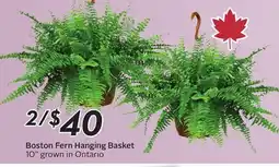 Sobeys Boston Fern Hanging Basket offer