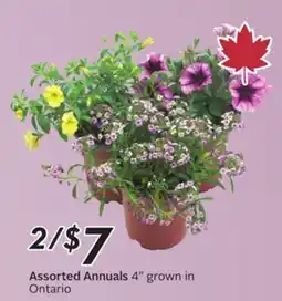 Sobeys Assorted Annuals offer