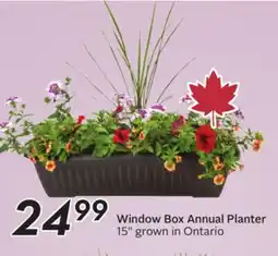 Sobeys Window Box Annual Planter offer