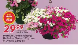 Sobeys Premium Jumbo Hanging Basket or Planter offer