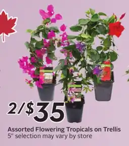 Sobeys Assorted Flowering Tropicals on Trellis offer