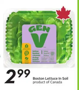 Sobeys Boston Lettuce In Soil offer