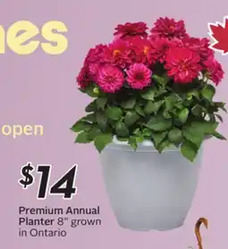 Sobeys Premium Annual Planter offer