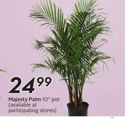 Sobeys Majesty Palm offer
