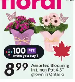 Sobeys Assorted Blooming in Linen Pot offer