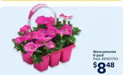 Walmart Wave petunias 6-pack offer