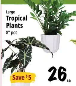 Farm Boy Large Tropical Plants offer
